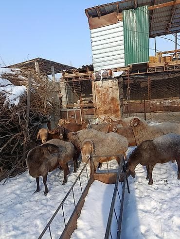 американская кошка маргай: Продаю | Овца (самка) | Арашан | Для разведения | Котные — 8