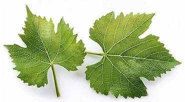 батва рес: Куплю виноградные листья молодые, свежие — 1