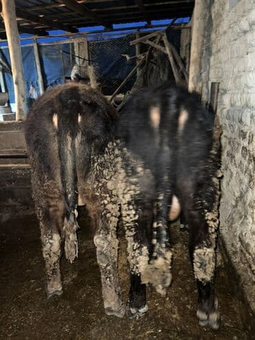 дом животные: Продаю | Бык (самец) | Ангус | Для разведения | Осеменитель — 1