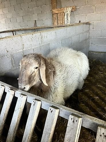 С/х животные и товары: Продаю | Баран (самец) | Полукровка | Для разведения | Племенные — 3