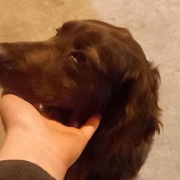 щенок немецкой овчарки цена: Продаётся собака спаниель рожала два раза — 3