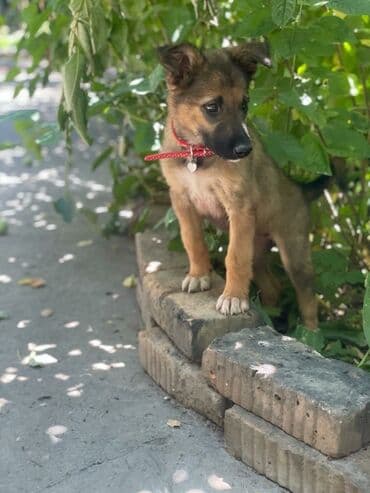 валер для собак: Активный, смышлённный щенок Девочка, зовут Сима. Стерилизацию оплачу — 2