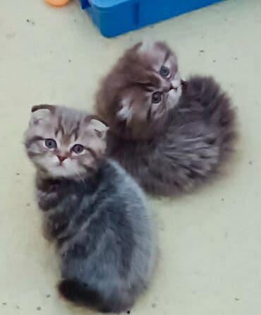 Продаются Шотландские котятата. Родились 1.11.25год. С отличной