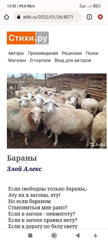 мёд бал: Касапчы кой уй жылкы сойобуз уйунон арзан баада — 1