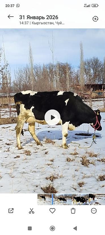 голштин уйлары: Продаю | Корова (самка) | Голштин | Для молока | Стельные — 4