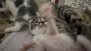 d cat: Котята - Возраст: совсем малыши (на фото видно, что еще недавно — 2