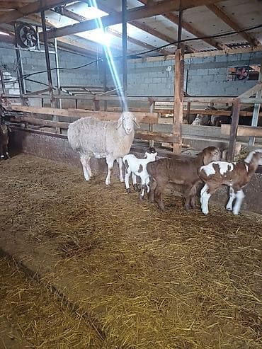 продаю кролов: Продаю | Овца (самка) | Арашан | Для разведения — 10