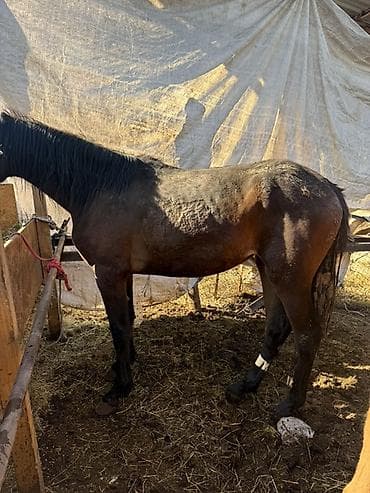 сколько стоит хомяк: Продаю | Кобыла (самка) | Дончак, Арабская | Рабочий — 5