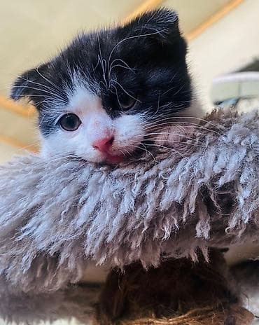 кандек собака: Котята, домашнее выращивание. - Породы/типы: один котёнок однотонный — 5