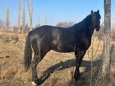 отдам бесплатно вислоухих котят: Продаю | Жеребец | Рабочий — 6