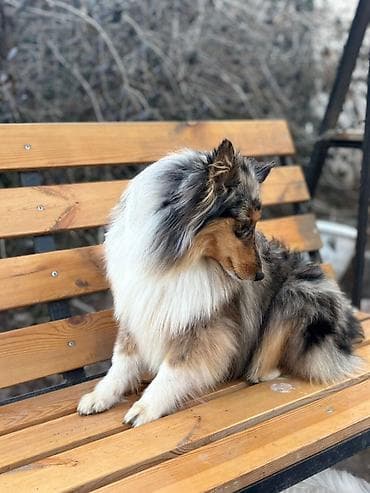 купить колли собаку: Продаю щенков КОЛЛИ \ мраморные и черный(триколор) — 3