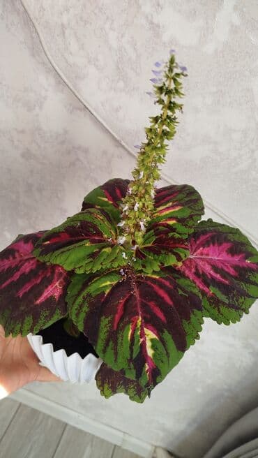 лист нерж: Колеус (плектрантус скумариновый) с эффектной вариегатной листвой — 2