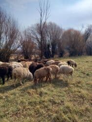 кошка домик: Продаю | Овца (самка) | Полукровка | Для разведения | Матка — 1