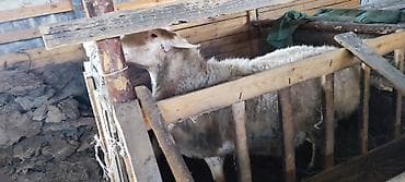 куры обмен: Продаю | Овца (самка) | Для разведения | Ярка — 4