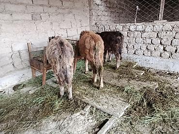 уй швиц: Продаю | Бык (самец), Музоо, торпок — 2