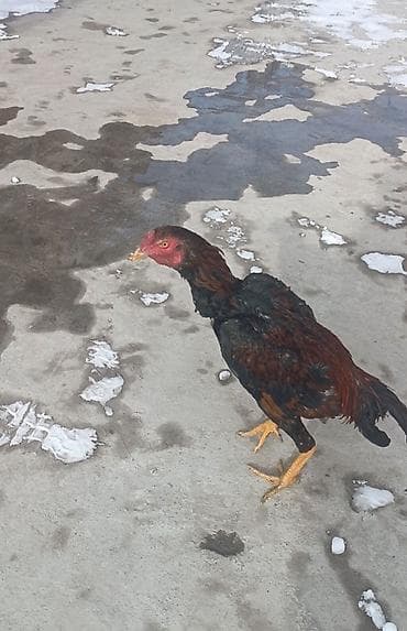 отруб: Продаю | Петух | Бойцовая | Для разведения — 1