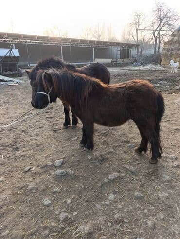жеребая: Продаю | Жеребенок | Рабочий — 2