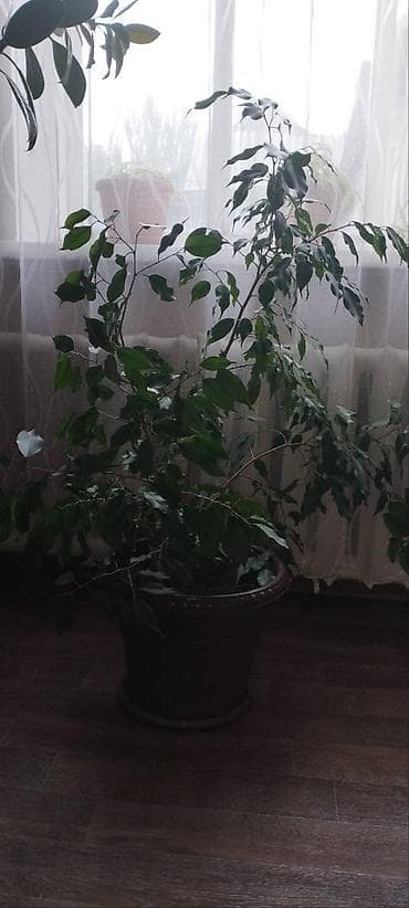 Денежное дерево: Фикус бенджамина. 3000 сом. Самовывоз — 1
