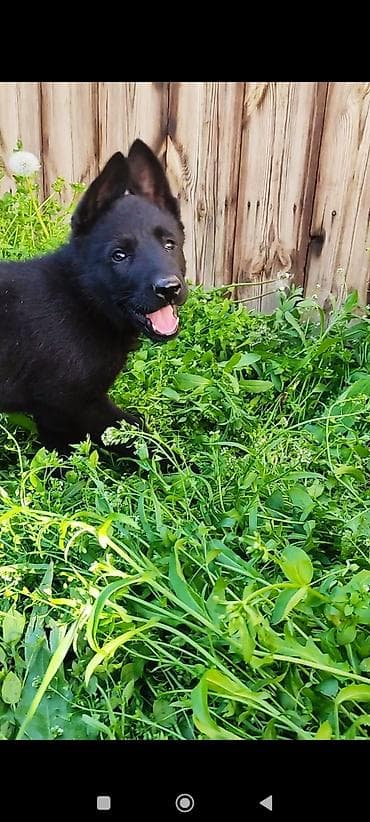 русский спаниэль: Дата рождения 13 февраля! Щенки прошли активацию в клубе, получены — 9