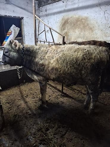 корова алатау: Продаю | Бык (самец) | Алатауская, Полукровка | Для разведения, На откорм | Привязанные, Искусственник — 2