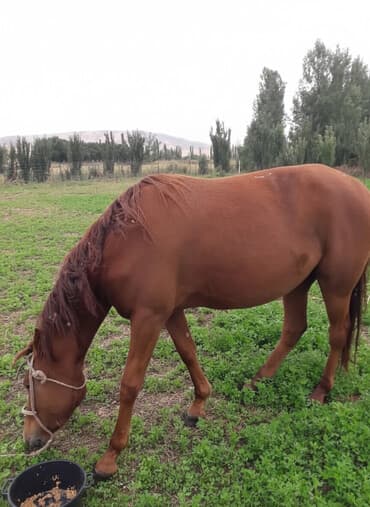 продать собаку срочно: Продаю | Кобыла (самка) | Для разведения — 1