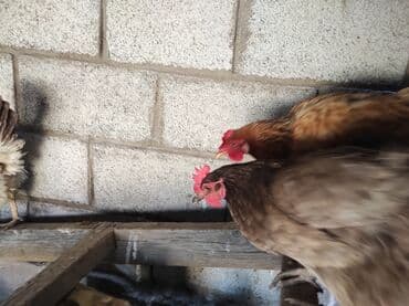 куры доминанты: Продаю | Петух, Куры | Домашняя | На забой, Несушки, Для разведения — 6