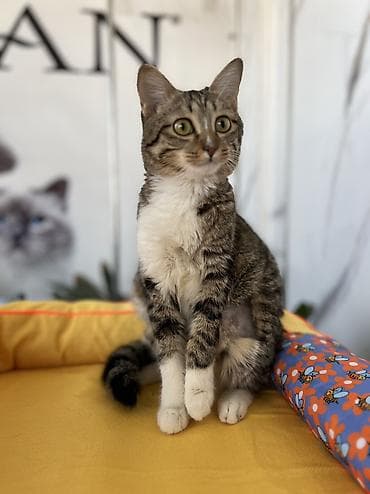 Кошка даром: Беспородная, 8 месяцев, Девочка, Кастрирована, Приучена к лотку, Проглистована