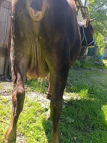 швицкая карова: Продаю | Корова (самка) | Для разведения, Для молока — 6