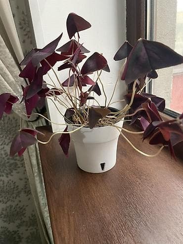 козлятник восточный: Оксалис треугольный (Oxalis triangularis), фиолетовый сорт. - — 1