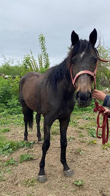 коой: Продаю | Кобыла (самка) | Английская | Рабочий — 3