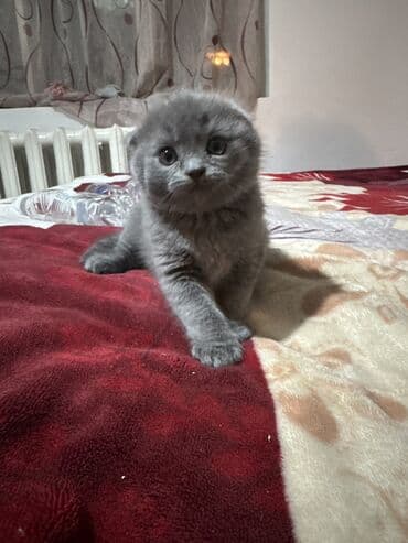 сколько кошек в кыргызстане: Котята скоттиш-фолд. возраст 1,5 месяца. 3 мальчика, 1 девочка. к — 6