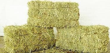 мёд белый: Горное сено тоо чоп 1500 тюк бар 
Кемин Ильич айылында — 1