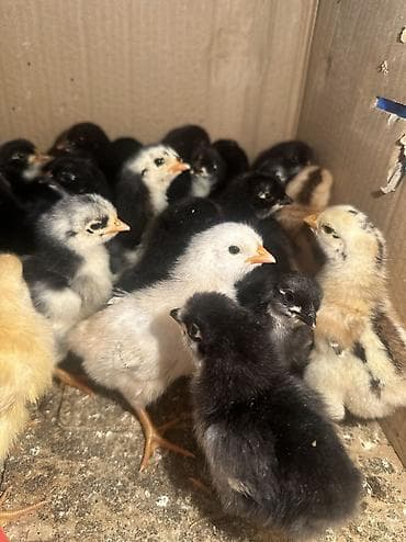 набор ножей для кухни: Сапаттуу жожолор 🐥 сатылат 5 күндүк, 70 даана бар Үй тооктун табигый — 3