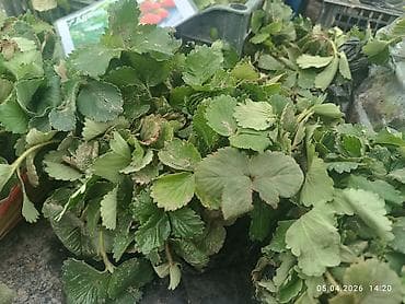 Рассада ремонтантных сортов клубники: Альбион, Кабрилло, Мурана. - at lalafo.kg Рассада ремонтантных сортов клубники: Альбион, Кабрилло, Мурана. -