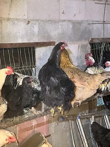клетки кур несушек: Продаю | Куры, Петух | Домашняя | На забой, Для разведения, Несушки — 5