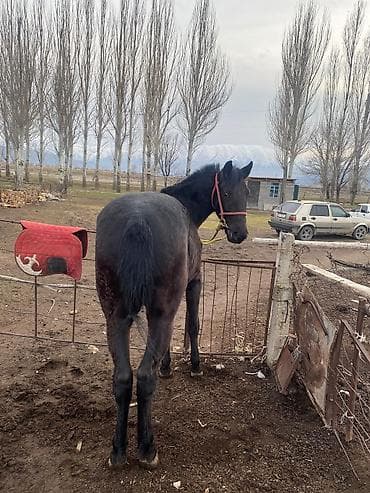 Лошади, кони: Продаю | Конь (самец) — 3