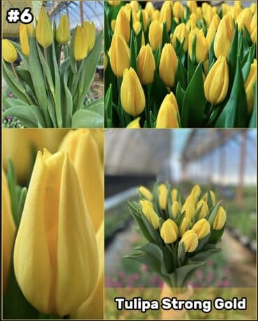 размещение рекламы: Организация мероприятий | Букеты, флористика — 7