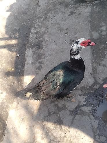 утки и гуси: Мускусные утки (индоутки) - Порода: мускусная (индоутка), разный — 2