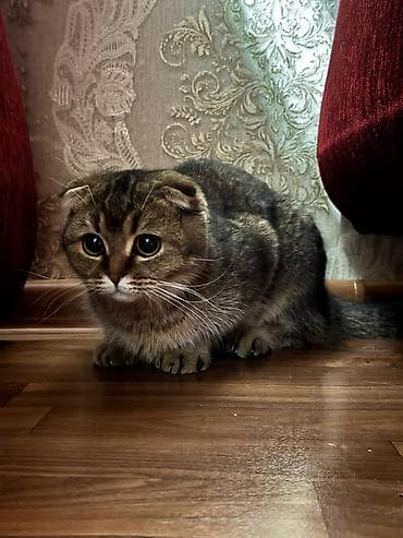 абиссинская кошка: цена: Британская короткошёрстная, 11 месяцев, Девочка, Золотая шиншилла, Приучена к лотку, Проглистована — 1
