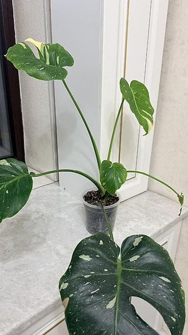 Монстера Тайское созвездие — 1