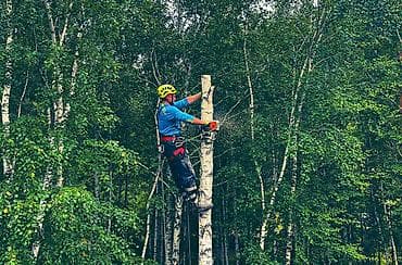 крона: Спил любых деревьев, в любых стесненных условиях, формирование кроны — 9