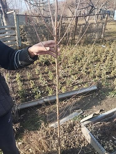 Текстиль: Срочно берёза сатылат высота 1.5м 2.5м сорт вышшый 🔥🔥🔥👍💯 — 2