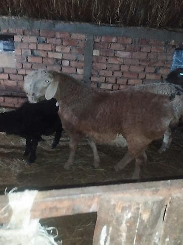 бенгальские кошки бишкек: Продаю | Овца (самка) | Для разведения | Матка — 2