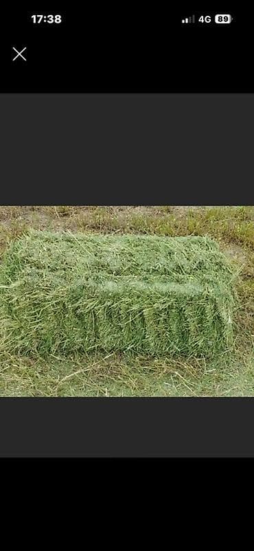 Беде пресс таза Карасуунуку