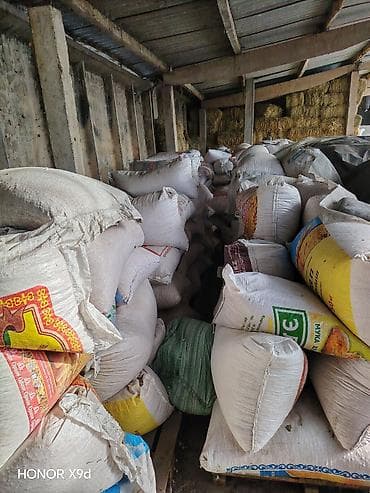 корм куры: Кукуруза, сушёное зерно в мешках - Желтое полнотелое зерно, очищенное — 3