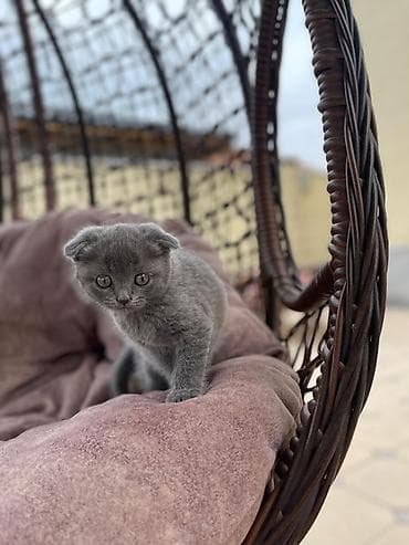 кошки сфинкс цена: Шотландский вислоухий котёнок - Тип шерсти: короткая, густая — 3