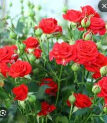 декоративные растения: Саженцы цветка: Розы, Платная доставка — 7