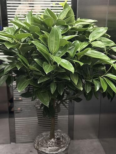 Садовая мебель: Саженцы деревьев — 1