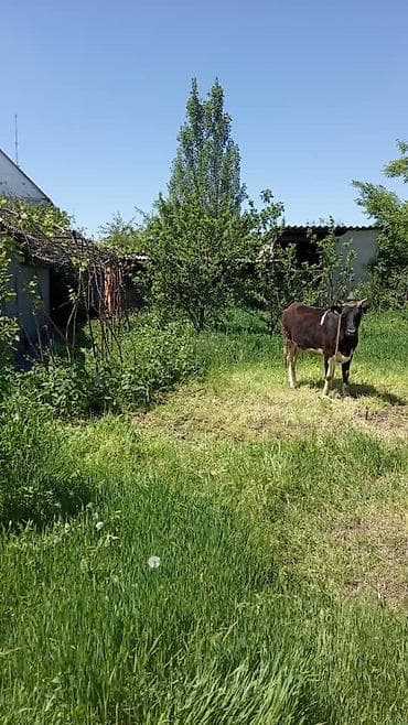 Кыймылсыз мүлк: Продаётся частный дом с приусадебным участком в селе Сокулук,площадь — 2