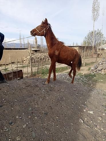 canada goose: Продаю | Жеребенок | Рабочий — 1
